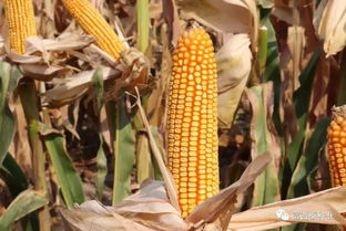 富吉泰種業(yè)在行動 黃淮海首場豫單9953夏播籽粒機(jī)收千人大會在新鄉(xiāng)輝縣成功舉行