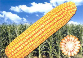 重磅消息 登海種業(yè) 隆平高科 順鑫農業(yè) 東方海洋