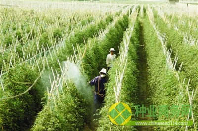 靖州縣甘棠鎮(zhèn)樂群村雜交水稻制種基地.