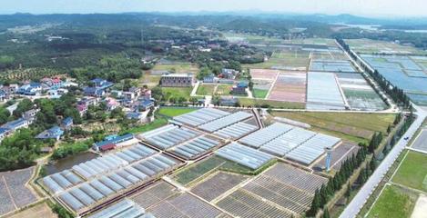 長沙縣啟動第一批種業小鎮建設
