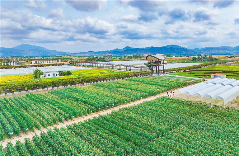 海墾集團堅持“項目為王”，多舉措推進產業升級與墾地融合