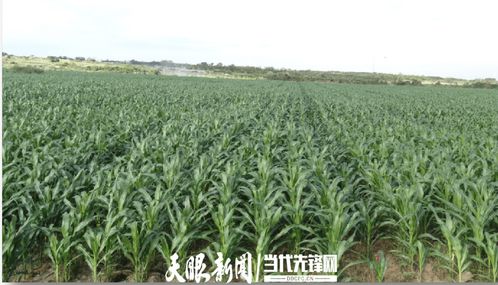 農發行花溪支行發放600萬元貸款，助力種業小微企業實現育繁推一體化產業建設