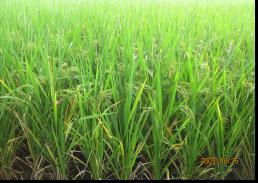 農(nóng)副產(chǎn)品加工業(yè)與制種業(yè) 現(xiàn)代農(nóng)業(yè)的雙引擎